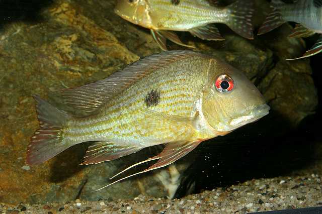 FH_CI_AM_2467(Geophagus sp Rio Aeroes).jpg - Geophagus sp Rio Aeroes